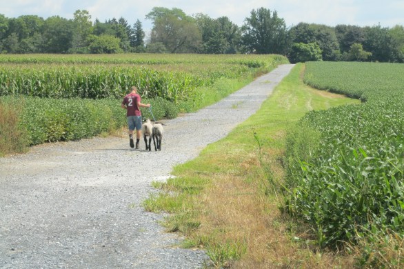 running, farmland, 7feetnorth