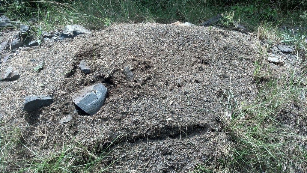 huge red anthill!